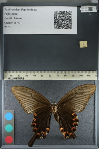 Media type: image;   Entomology 171528